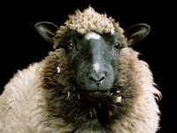 Фотоблог: Скотный двор