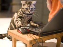 Коты и кошки смогут переписываться, а также "лайкать" фото друг друга