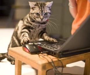 Коты и кошки смогут переписываться, а также "лайкать" фото друг друга