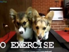 Самые позитивные животные в Интернете