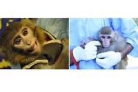 В Интернете шутят, что иранская обезьяна летала в космос к пластическому хирургу