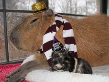 Водосвинка стала звездой Youtube