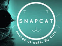 Google выпустил Android-приложение для котов