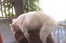 Питбуль, захвативший трех заложников, стал звездой Youtube