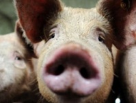 Британцы добровольно заражаются свиным гриппом