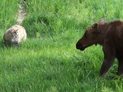 Видео знакомства кошки с лосями стало хитом в Интернете