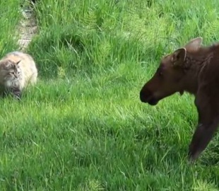 Видео знакомства кошки с лосями стало хитом в Интернете