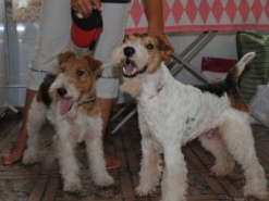 Собаки научились общаться по Skype