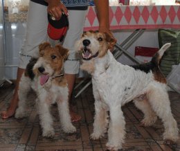 Собаки научились общаться по Skype