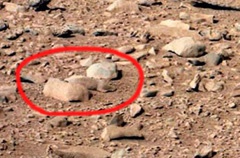 Интернет-пользователи увидели на Марсе белку