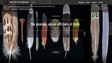 Компания Google открыла онлайновую арт-галерею