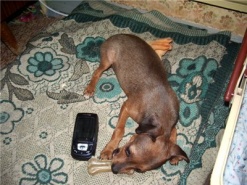 Собака в мобинете