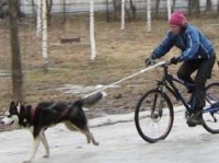 Завести собаку полезно для здоровья - советует бритнет