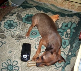 Собака в мобинете