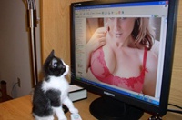 Украинская милиция устроила облаву на владельцев порносайтов