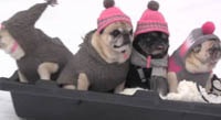 Мопсы на санках покорили Интернет