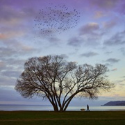 16 тысяч пользователей Инстаграма следят за тем, как в Швеции растёт дерево