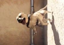 Черновицкий пес стал звездой интернета