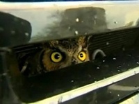 В Интернете появилось забавное видео с совой