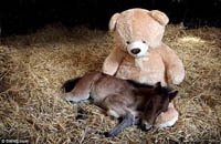 Двухнедельный жеребенок покорил Интернет