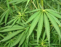 Wikipedia готова к закрытию проекта в России