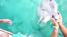 Дельфин вернул девушке потерянный iPhone