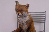 Второго Упоротого лиса продали на торгах