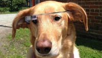 Мир с Google Glass глазами собаки