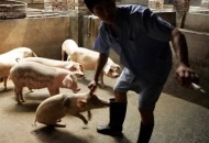 Правда о свином грипе просочилась в Интернет