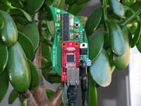 Цветы сообщат через соцсеть, что их пора бы полить