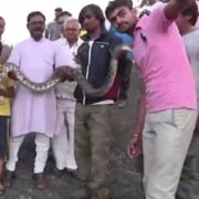 Вот почему нельзя делать селфи на iPhone с питоном