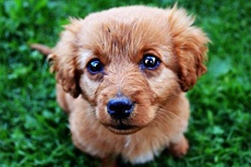 Солдаты ЦАХАЛ спасли щенка и нашли ему дом через Facebook