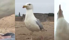 Чайка засняла на видео дерзкую кражу iPhone