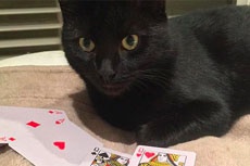 Женщина ради интернета забросала провайдера фотографиями своей кошки