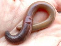 На торрентах бушует червь Koobface