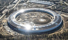 В Сан-Франциско жалуются на дефицит деревьев – Apple скупила все для своего кампуса