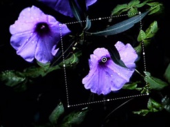 Новый Photoshop сможет автоматически устранять эффект «трясущихся рук»