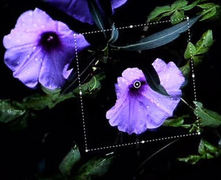 Новый Photoshop сможет автоматически устранять эффект «трясущихся рук»