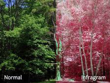 Infragram: инфракрасная камера для ботаников