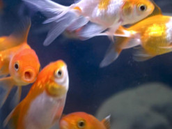 Израильские ученые научили рыб управлять аквариумом на колесах