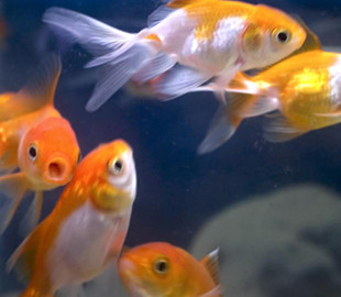 Израильские ученые научили рыб управлять аквариумом на колесах