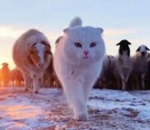 В сеть попало видео, на котором милый котик ведёт за собой стадо овец