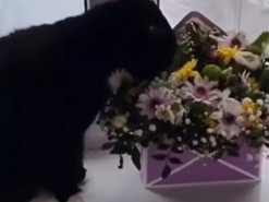 Пушистый джентльмен: Кот подарил хозяйке цветочек