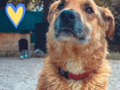 Под Киевом спасли доверчивого пса Лиса, которого оккупанты искалечили и заминировали