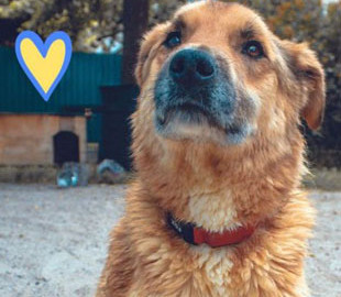 Под Киевом спасли доверчивого пса Лиса, которого оккупанты искалечили и заминировали