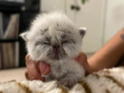 Похожий на дедушку котенок покорил сеть своей внешностью