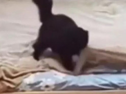 «Настоящая хозяйка»: кошка поправила одеяло после себя и поразила аккуратностью
