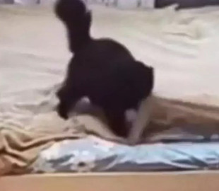 «Настоящая хозяйка»: кошка поправила одеяло после себя и поразила аккуратностью