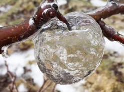 Яблоки-призраки в саду американца поразили пользователей сети