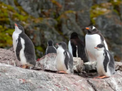 Українські полярники показали пташенят субантарктичних пінгвінів
